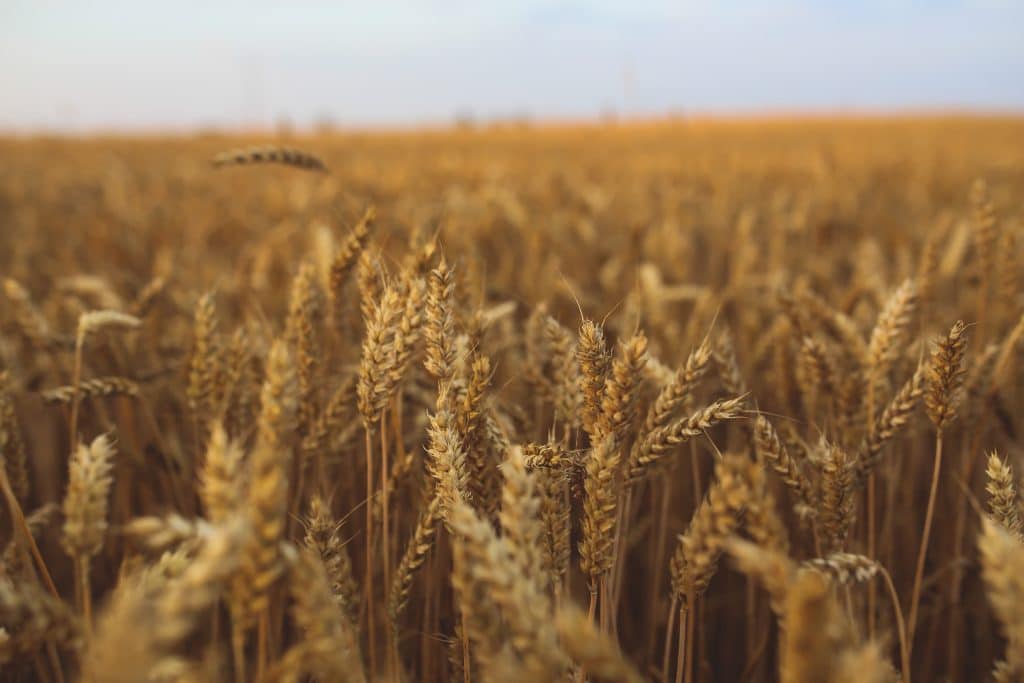 wheat growing in a field