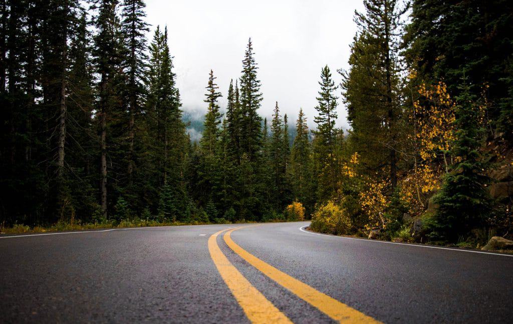 Asphalt road surrounded by trees